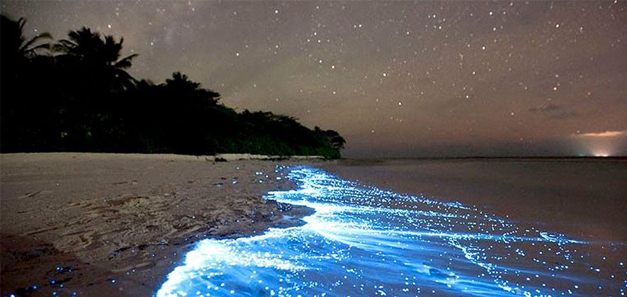 Bioluminescent bay glowing blue at night in Vieques, Puerto Rico