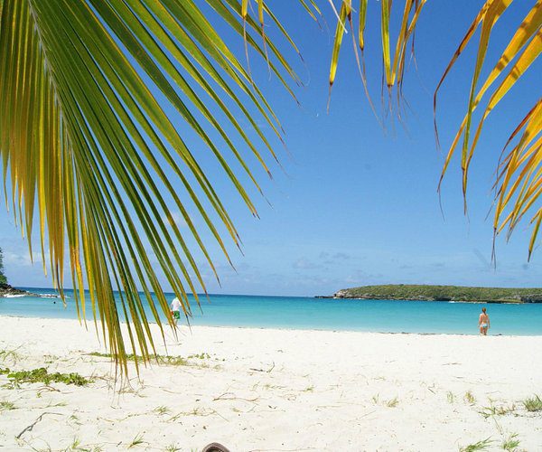 White sand beach with turquoise water and palm trees in Vieques, Puerto Rico
