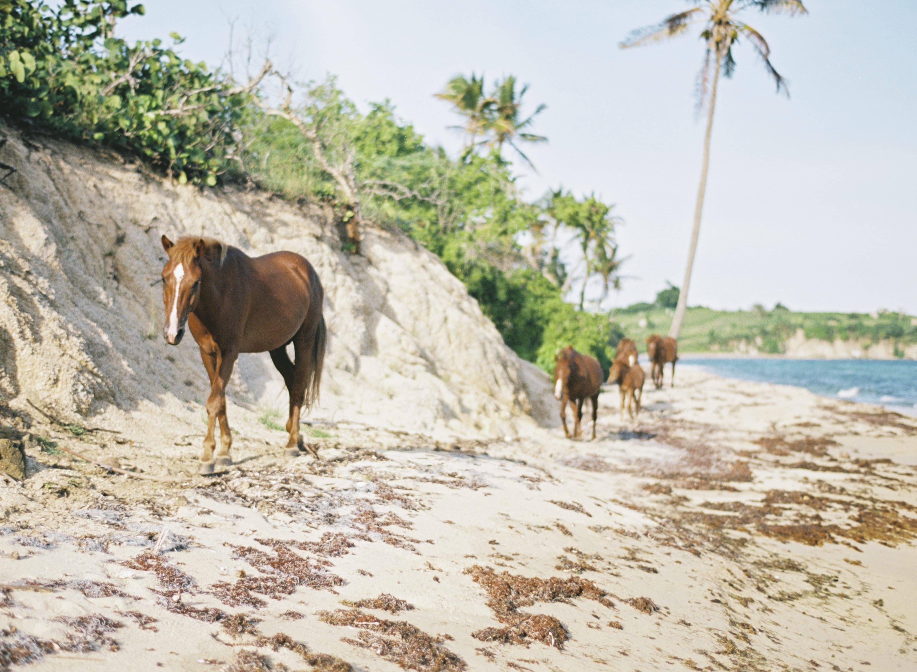 Wild Horses Roaming near Casa Vieques in Vieques Puerto Rico
